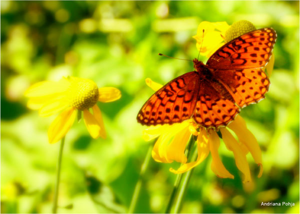 Butterfly by Andriana Pohja