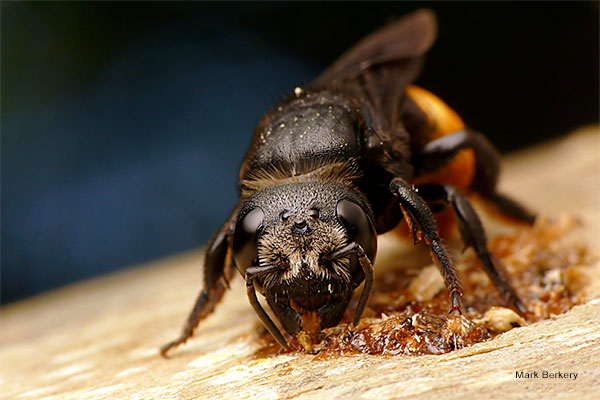 Tail Resin Bee 2 by Mark Berkery