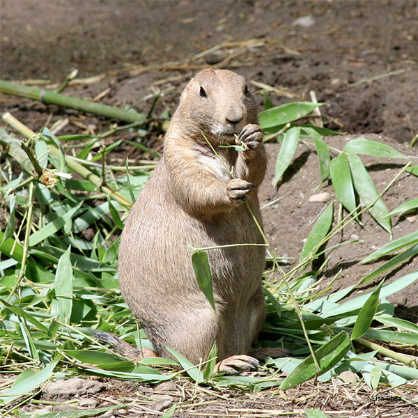 Prairie Dog by Lisa Shea