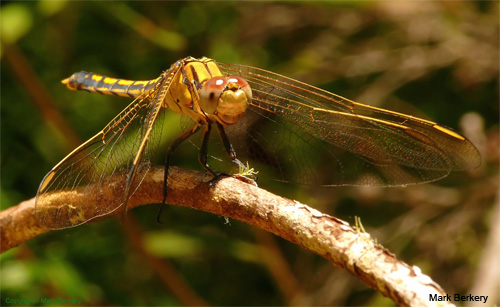 Dragonfly by Mark Berkery