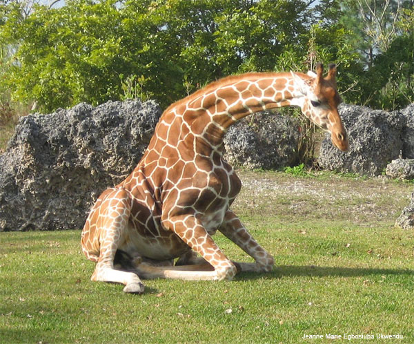 Kneeling Giraffe by Jeanne Marie Egbosiuba Ukwendu