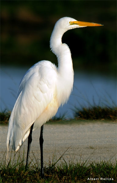 Great Egret by Al Rollins