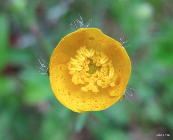 Rainy Day Buttercup by Lisa Shea