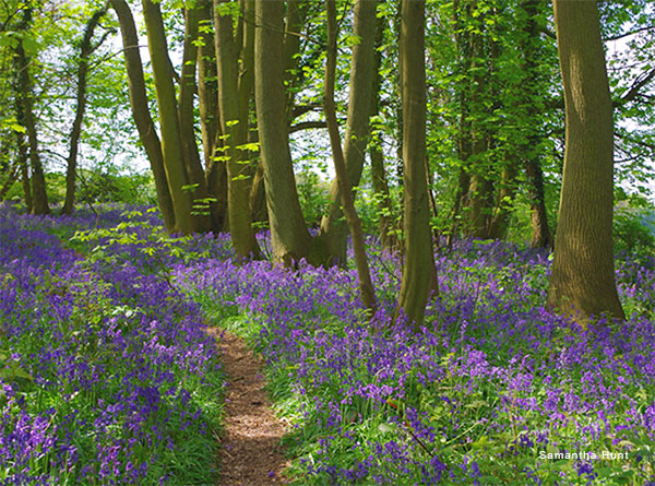 Bluebell Path by Samantha Hunt