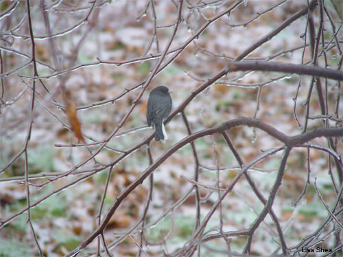 Junco in Winter by Lisa Shea