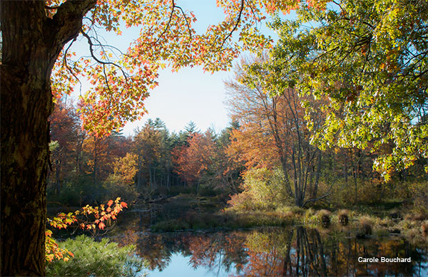 Bertozzi Woods Groton MA by Carole Bouchard